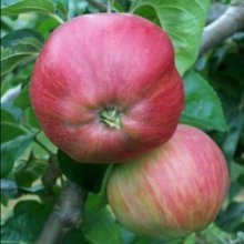Apple Tom Putt MM116 Picture of Apple Tom Putt MM116 (30941)
