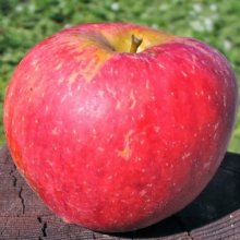 Apple Tydemans Late Orange MM106 Picture of Apple Tydemans Late Orange MM106 (6585)
