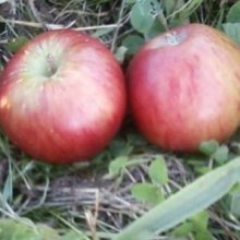Apple Vailles Early MM106 Picture of Apple Vailles Early MM106 (7070)