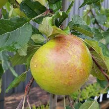 Apple Wandin Glory H/W1.7 Picture of Apple Wandin Glory H/W1.7 (11426)