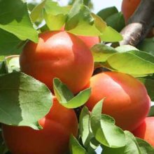 Picture of Apricot Aprigold Dwf (362)