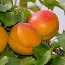 Picture of Apricot Castlebright (9584)