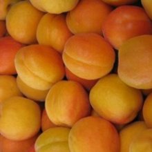Picture of Apricot Cluthagold (7930)