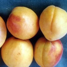 Picture of Apricot Cluthalate GQ (10890)