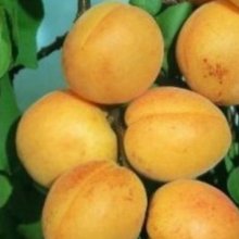 Picture of Apricot Dble Trevatt/Sundrop (342)