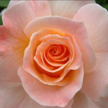 Apricot Delight-Rose Picture of Apricot Delight-Rose (343)
