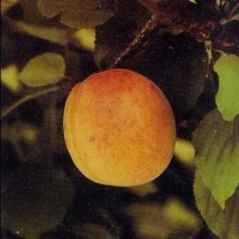 Picture of Apricot Earlirii (9586)