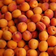 Picture of Apricot Fitzroy GQ (29196)