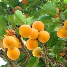 Picture of Apricot Garden Annie Dwf (346)