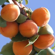 Picture of Apricot Goldrich (9587)