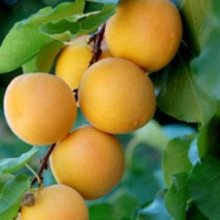 Apricot Moorpark Picture of Apricot Moorpark (352)