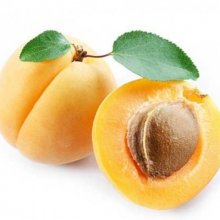 Apricot Newcastle Early Picture of Apricot Newcastle Early (354)