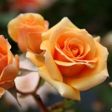 Picture of Apricot Scentasia-Rose (356)