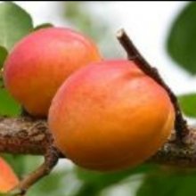 Apricot Skaha Picture of Apricot Skaha (9588)
