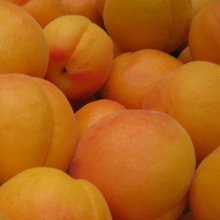 Apricot Sundrop Picture of Apricot Sundrop (360)