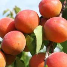 Apricot Tomcot Picture of Apricot Tomcot (6709)