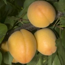 Apricot Trigems Picture of Apricot Trigems (9589)