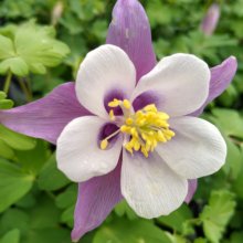 Aquilegia Purple and White Picture of Aquilegia Purple and White (30452)
