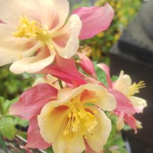 Aquilegia Songbird Mix Picture of Aquilegia Songbird Mix (371)