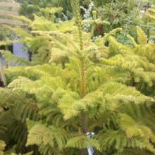 Picture of Araucaria Heterophylla (376)