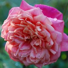 Picture of Archiduc Joseph-Rose (6548)