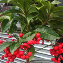 Ardisia crispa Picture of Ardisia crispa (31151)