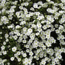 Arenaria Avalanche Picture of Arenaria Avalanche (9966)