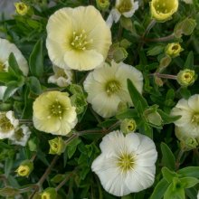Arenaria Montana Lemon Ice Picture of Arenaria Montana Lemon Ice (30462)