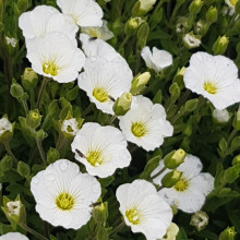 Arenaria Montana Picture of Arenaria Montana (383)