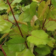Picture of Aristotelia Serrata (6728)