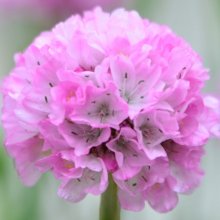 Armeria Armazing Grace Picture of Armeria Armazing Grace (28759)