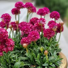 Armeria Armazing Little Ruby Picture of Armeria Armazing Little Ruby (29232)