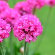 Armeria Armazing Rose Picture of Armeria Armazing Rose (28793)