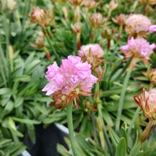 Armeria Armazing Amythest Picture of Armeria Armazing Amythest (30753)