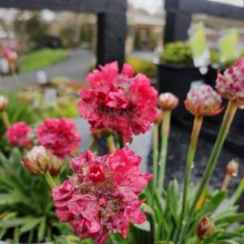 Armeria Armazing Bordeaux Picture of Armeria Armazing Bordeaux (30754)