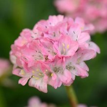 Armeria Daydream Picture of Armeria Daydream (11383)