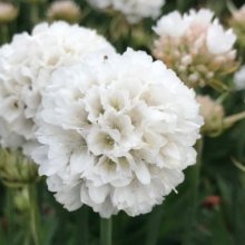 Armeria Dream Clouds Picture of Armeria Dream Clouds (28699)