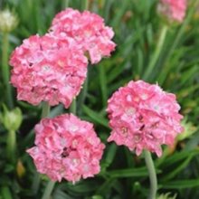 Armeria Dreamland Picture of Armeria Dreamland (11431)