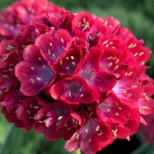 Armeria Happy Dreams Picture of Armeria Happy Dreams (29127)