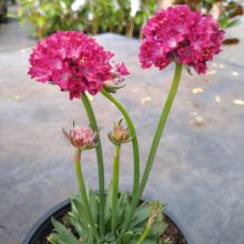Armeria Hypnotic Dreams Picture of Armeria Hypnotic Dreams (29813)