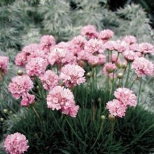 Armeria Pink Petite Picture of Armeria Pink Petite (10027)