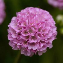 Armeria Sweet Dreams Picture of Armeria Sweet Dreams (11385)