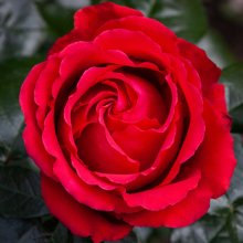 Aroha Std 80cm-Rose Picture of Aroha Std 80cm-Rose (30582)