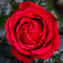 Picture of Aroha-Rose (30562)