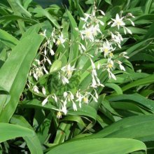 Picture of Arthropodium Matapouri Bay (393)