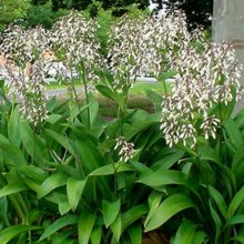 Picture of Arthropodium Parnell (394)