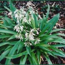 Picture of Arthropodium Te Puna (5954)