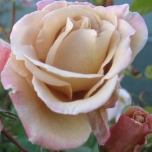Picture of Ash Wednesday Clg-Rose (401)