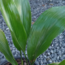 Aspidistra Lurida Picture of Aspidistra Lurida (404)