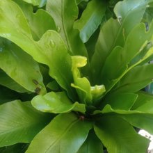 Picture of Asplenium Antiquum (30065)